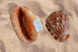 морски естествен сувенир, раковина Bany snail около 15х11х9 см. 2 модела