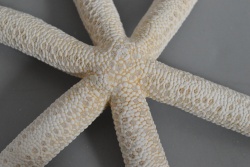 морска звезда, голяма 20- 24 см. (8 бр. в стек)