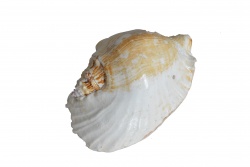 рапан 20- 23 см.