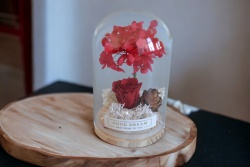 .ВЕЧНО живо цвете в стъкленица, роза, мъх, дръвче и перли в кутия 12х8 см.(Промоция- при покупка над 4 бр. базова цена 10,95 лв.)