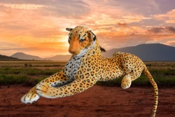 плюшена играчка, леопард, реалистичен от 80 до 110 см.
