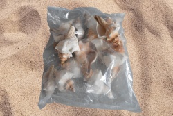 морски естествен сувенир, раковина Cordyceps rugosa между 12 и 15 см. 2,5 кг. в торба