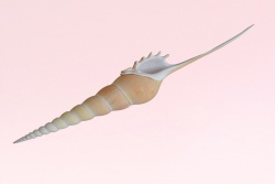 морски естествен сувенир, раковина, дълга Longspines 23 см. (R3)