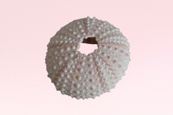 морски естествен сувенир, раковина Little Sea Urchin 12 см. (R3)