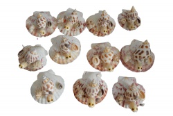 морски естествен сувенир, раковини Nigrostomus Nigrostomus  P.V.C. кутия 70 гр. 15,5x9 см. (R3)